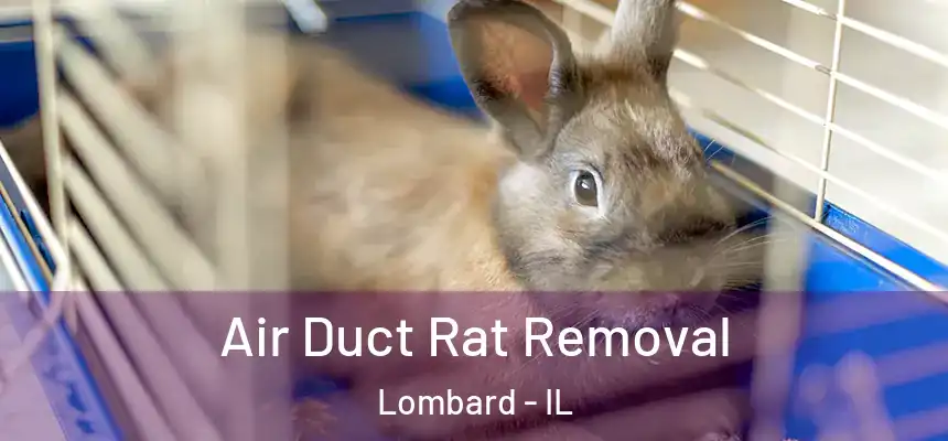  Air Duct Rat Removal Lombard - IL